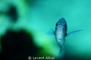 Damsel Fish by Levent Albas 